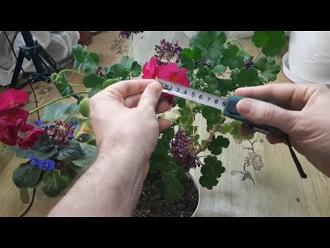 Видео: Прочтите пеларгонию по листу! От чего белеют, желтеют, сохнут листья у пеларгонии. Уход за геранью