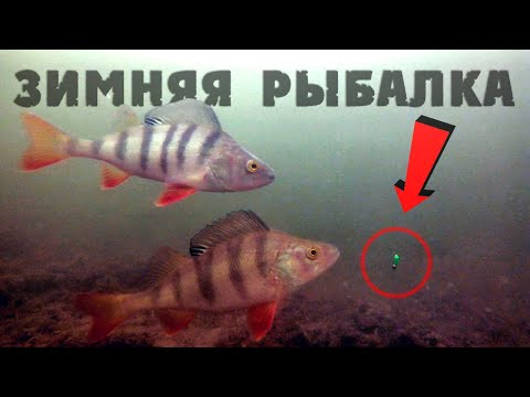 Видео: Зимняя рыбалка 2019-2020! Ловля окуня зимой на безмотылку. Подводные съемки.