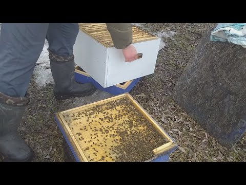 Видео: ПОЧЕМУ ПОГИБЛА МОЯ ПАСЕКА - ВО ВСЁМ ВИНОВАТ ОН