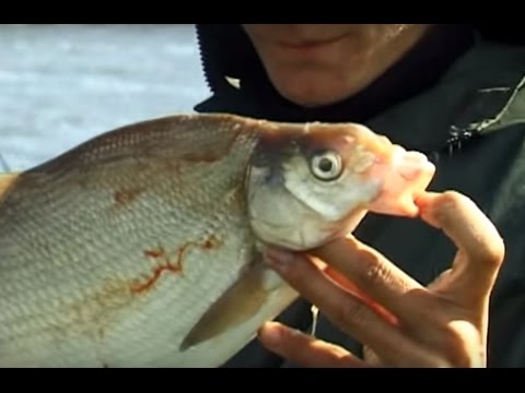 Видео: Рыбалка с Лодки бортовыми удочками: ловим леща на сало. "О Рыбалке Всерьез" видео 9.