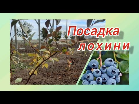 Видео: Посадка лохини @vsiogo_potroshku_u_seli