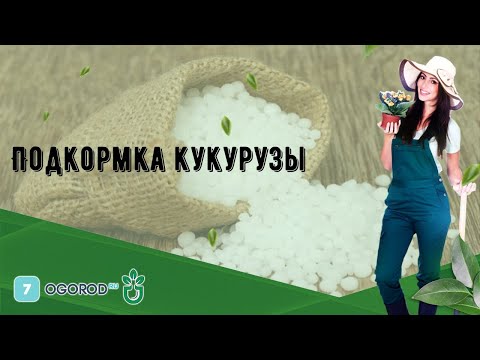 Видео: Подкормка кукурузы