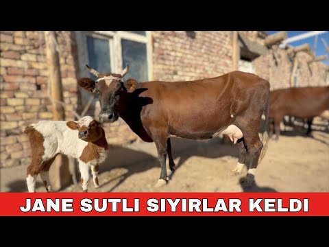 Видео: СУТЛИ СЫЙЫРЛАРДЫН ТАЗА ПАРТИЯСЫ КЕЛДИ.