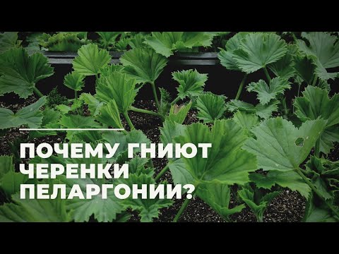 Видео: Почему гниют черенки ПЕЛАРГОНИИ ( ГЕРАНИ) !!!