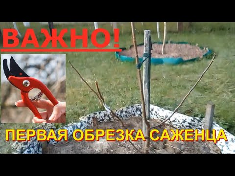 Видео: Обрезка саженцев плодовых деревьев (яблоня, груша, слива) после посадки