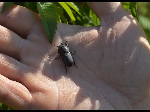 Видео: Жук оленёк. Нескучная жизнь.