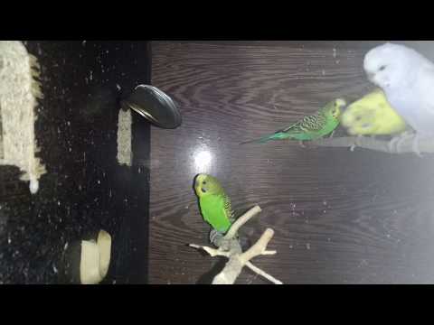 Видео: КАК ПОДГОТОВИТЬ ПОПУГАЕВ К ГНЕЗДОВАНИЮ - ЧЕМ КОРМИТЬ - СКОЛЬКО СВЕТА НУЖНО - ЧТО СТЕЛИТЬ В ГНЕЗДА