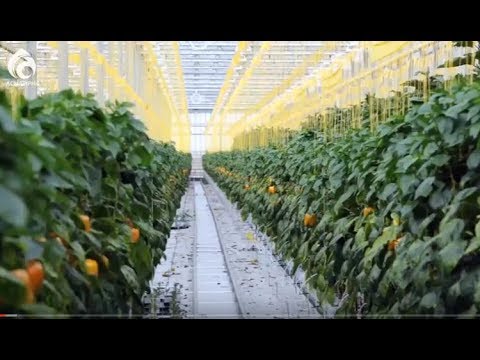 Видео: Жылыжай кешені \ Ерен еңбек \ Асыл арна