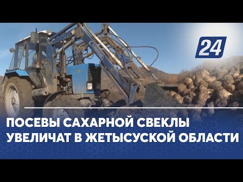 Видео: Посевы сахарной свеклы увеличат в Жетысуской области