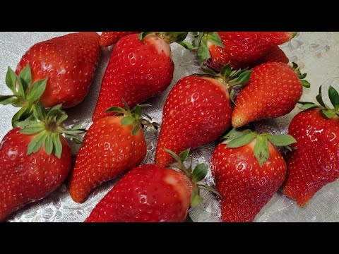 Видео: Самые востребованные сорта клубники 2023г, Александра и Лючия!