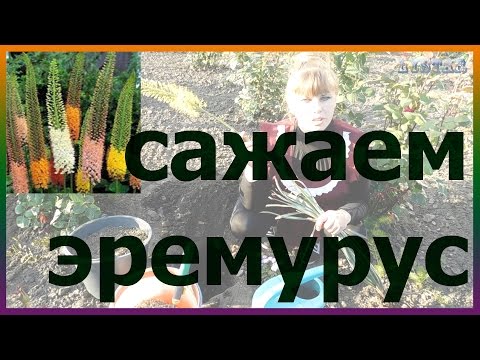 Видео: ЭРЕМУРУС посадка выращивание уход вредители болезни подкормка размножение эремуруса