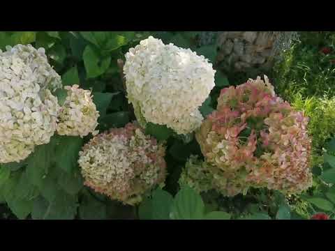 Видео: Экскурсия по моей даче, гортензии метельчатые, цветение, предложение черенков и 2-3х летних гортенз.