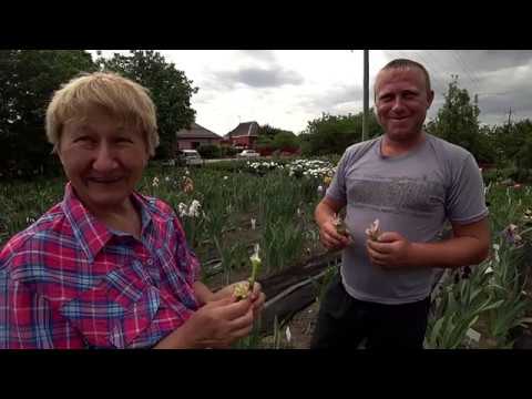 Видео: Опыление ирисов. Рассказ Ворошиловой А.Б.