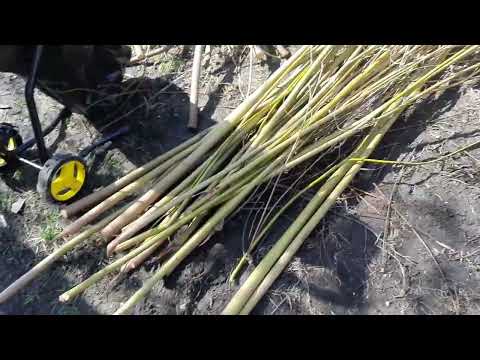 Видео: Садовый измельчитель веток Kolner KESH 2700. Первые впечатления от его работы.