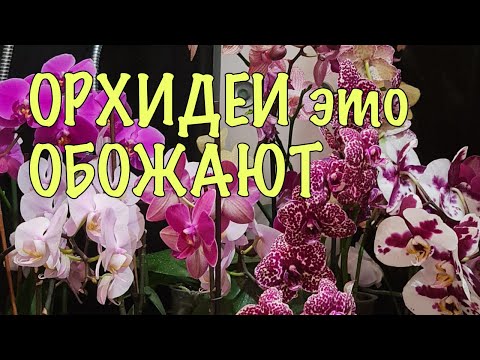 Видео: Орхидеи ЗАЦВЕТУТ как БЕШЕНЫЕ! Просто ПОЛИВАЙТЕ их ПРАВИЛЬНО! ВСЕ СЕКРЕТЫ полива в ОДНОМ ВИДЕО