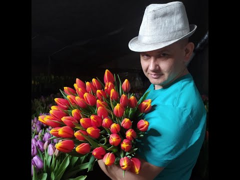 Видео: Тюльпан. выгонка тюльпанов на 8 марта. от луковицы тюльпана до цветов