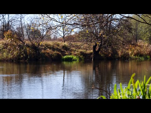 Видео: Знайшов яму Крупного карася і закинув туди Мотиля.На річці Уж в Листопаді