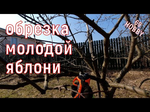 Видео: Обрезка молодой загущенной яблони!