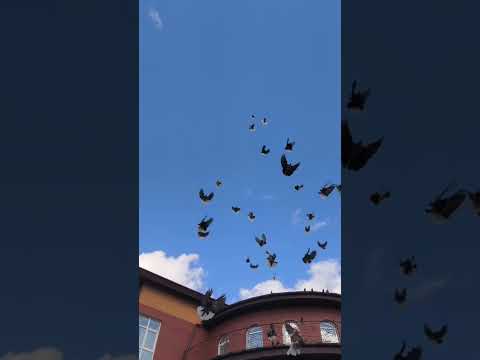 Видео: Отбор голубей на Международную выставку в г.Москве в ноябре.