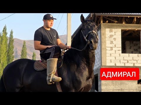 Видео: АДМИРАЛ   Улагы  жооп  деген Тектүү Кара Байыр 