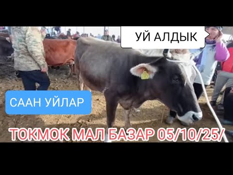 Видео: Саан УЙЛАР ТАРТЫЛГАН ТАСМА ТОКМОК МАЛ БАЗАР 5-ОКТЯБРЬ 2025ж 