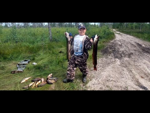 Видео: Мощные щуки и куча окуней на р.Вынгапур. Окунь чуть не утащил спиннинг.