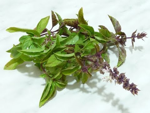 Видео: Как сушить базилик на зиму в домашних условиях Три простых способа