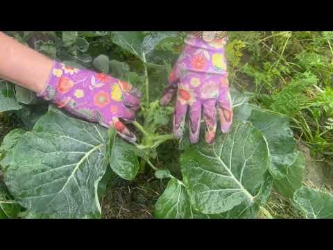 Видео: Земля природное земледелие