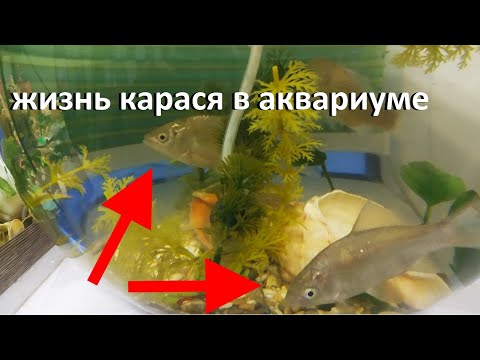 Видео: Сколько проживет Карась в аквариуме дома???Жизнь карасей.