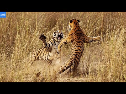 Видео: Вот так Тигры дерутся между собой! Амурский и Бенгальский Тигр - самые большие кошки в мире!