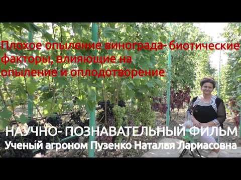 Видео: 7. Плохое опыление винограда -биотические факторы-оидиум, милдью, вредители, лекция Пузенко Натальи