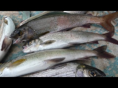 Видео: Хариус на покатной поплавок| Томь| Сплошные неприятности