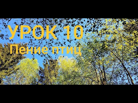 Видео: ПЕНИЕ ЛЕСНЫХ ПТИЦ. УРОК 10. УЧИМ ПОПУГАЯ ПЕТЬ КРАСИВЫЕ ТРЕЛИ!