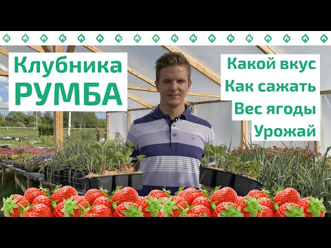 Видео: Рассада клубники сорта РУМБА в Иванове: описание, урожайность и советы