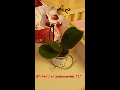 Видео: Реанимация орхидеи в закрытой системе от А до Я