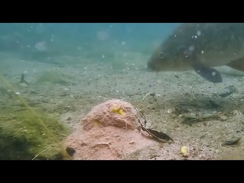 Видео: Подводные съёмки Карпа