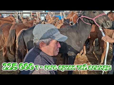 Видео: 06.10.25Сарыағаш мал базарыЖылқылар,биелер,биелер құлынымен,аттар,құнандар,дөнендер,байталдар,тайлар