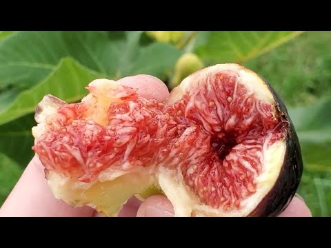 Видео: Черенки супер инжира Абхазский фиолетовый (Королевский) Ростов-на-Дону | Small Gardens