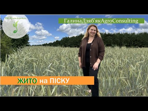 Видео: Що сіяти на БІДНИХ ґрунтах? Як ЗДЕШЕВИТИ технологію? Насіння від ГІБРИДУ.