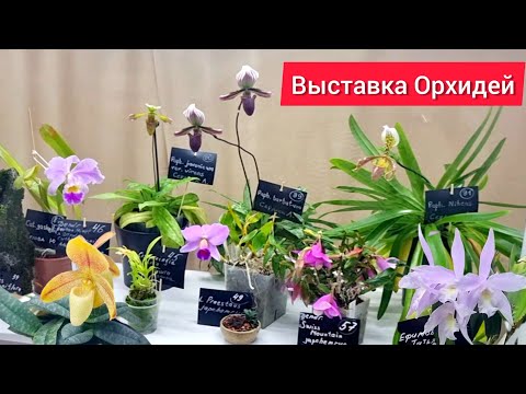 Видео: Красоты МНОГО не бывает!! Выставка орхидей и растений Орхидиум. Продавцы, коллекционеры, подписчики!
