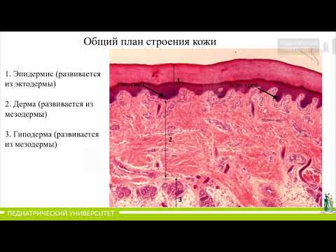 Видео: 14. Кожа и ее производные
