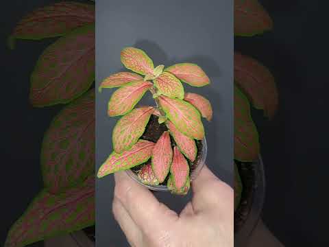 Видео: Продажа излишки  растений 14.04.25 Для связи, Телеграмм, Ватсап  8 912 524 62 15