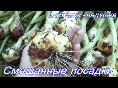 Видео: Боб+лук+свекла+клубника+корневой сельдерей на одной грядке //5..