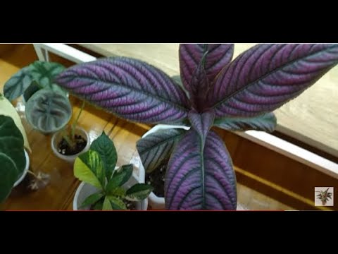Видео: Комнатные растения. Цветы растут и радуют !Обзор комнатных цветов.