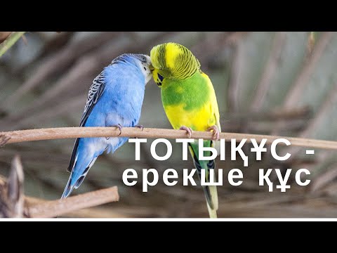 Видео: Тотықұс. Папугай