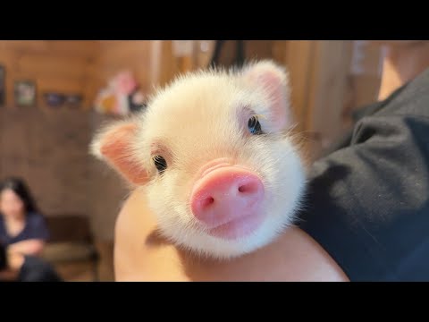 Видео: Японское кафе с микропоросятами! Играйте с поросятами в лесном убежище🐷🌳