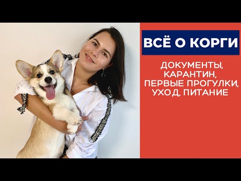 Видео: ВСЁ О КОРГИ: Особенности ухода, Документы, Карантин, Первые прогулки, Распорядок дня, Питание | Ч.1