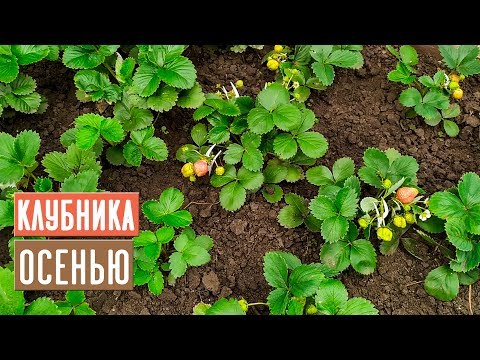 Видео: КЛУБНИКА в августе и сентябре 🍓 Уход, посадка, подкормки / Садовый гид