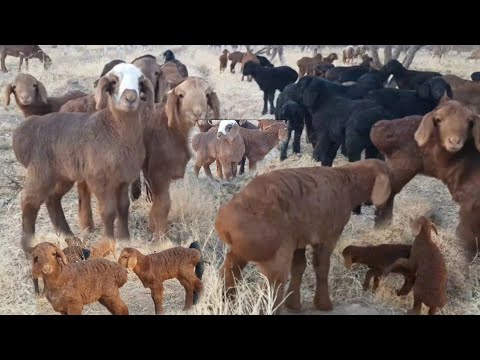 Видео: Lambs, oh Sheep! Гиссарские ягнята, Дахмарда, Таджикистан, Овцы, Саги Дахмарда, Бараны