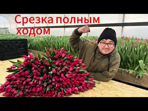 Видео: Срезка тюльпана